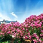 Las mejores plantas autóctonas para un jardín sevillano