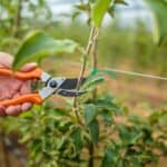 Beneficios de la poda regular en Sevilla